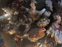 Chickens — fotografija 1