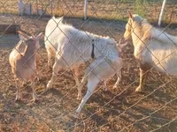 تيس, Boer goat — الصورة 4