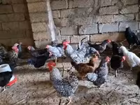 Chickens — fotografija 7
