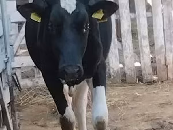 Touro, Raça Holstein — Hungria