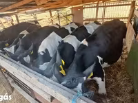 Bulle, Russian Black pied cattle — Foto 1