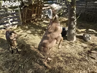 عنزة, Nubian Goat — الصورة 5