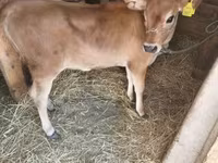 母牛, Jersey breed — 照片 5