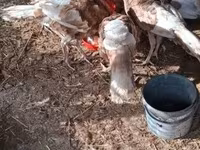 Turkeys — zdjęcie 4
