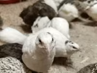 Quails — الصورة 3