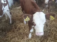 牛只（批次，未指定性别）, Simmental cattle — 照片 5