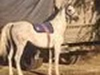 Koń, Arabian horse — zdjęcie 5