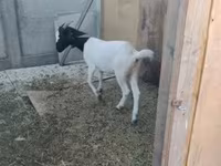 Cabra, Nubian Goat — foto 6