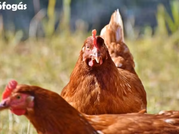 Chickens