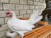 Leghorn — fotografija 1