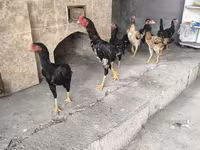 Chickens — fotografija 5