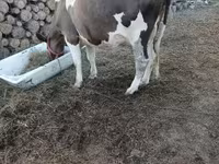Vaca, Raza Holstein — foto 3