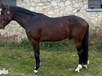 Pastuv, Hungarian horse breed — fotografija 2