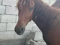 Cavalo, Arabian horse — foto 1