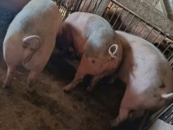 Porcs (lot, sexe non indiqué), Porcs — Hongrie