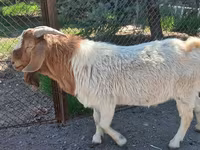 Ziege, Boer goat — Foto 3