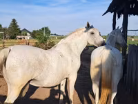 Kobyła, Lipizzaner — zdjęcie 2