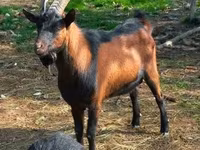 Ешкі, Alpine goat — 4-сурет