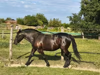 Égua, Cavalos — foto 2