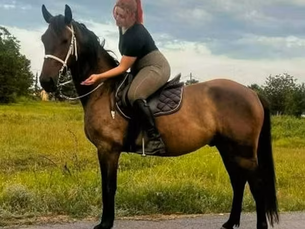 Caballo, Caballos