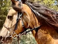 Pastuv, Missouri foxtrotter — fotografija 3