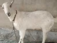 Jarac, Barbari goats — fotografija 1