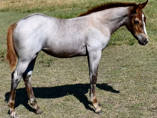 Kobila, Quarter Horse