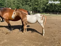 Pastuv, Appaloosa — fotografija 4