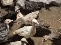 Turkeys — fotografija 2