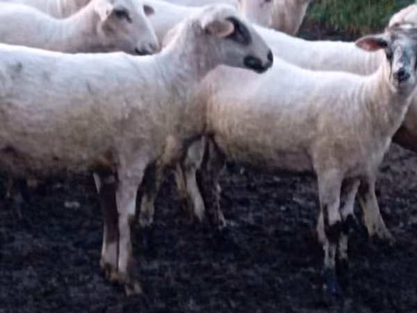 Ovca, Tsigai sheep