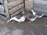 Geese — الصورة 5