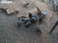 Chickens — photo 2