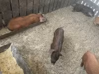 Boar, Мангалица — photo 7