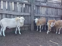 Ovan, Katum sheep — fotografija 1