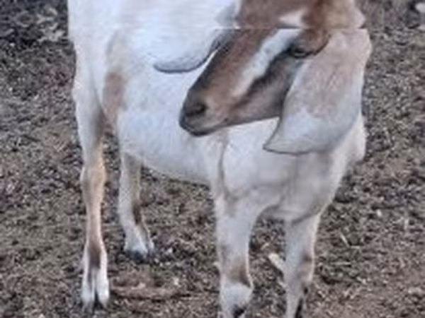 雌ヤギ, Nubian Goat