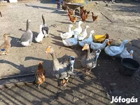 Ducks — fotografija 2