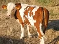 Byk, Simmental cattle — zdjęcie 2