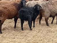 Baran, Dorper sheep — zdjęcie 6