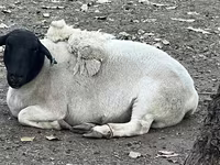 نعجة, Dorper sheep — الصورة 2