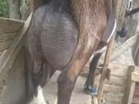 Cabro, Alpine goat — foto 4
