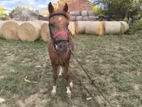 Caballo, Caballos — foto 2