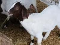 Cabro, Boer goat — foto 8