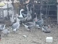 Geese — फ़ोटो 1