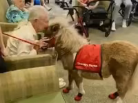 Kobila, Miniature horse — fotografija 2