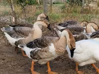 Geese — 写真 1