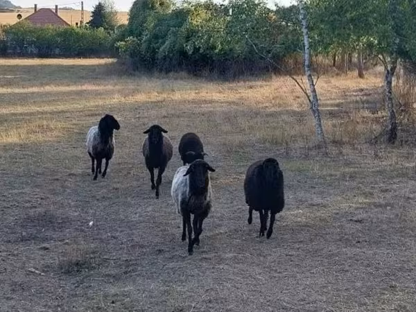 Ovelha, Karakul sheep
