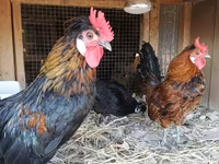 Chickens — fotografija 4