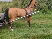 Caballo, Hungarian horse breed — foto 2