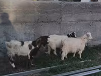 Koza, Nubian Goat — fotografija 2