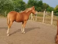 Égua, Cavalos — foto 2